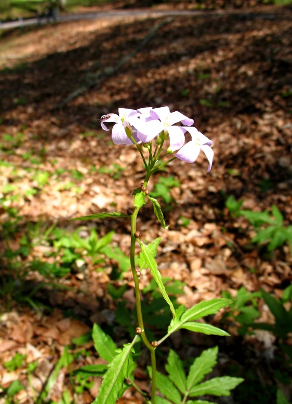 Cardamine bulbifera / Dentaria minore