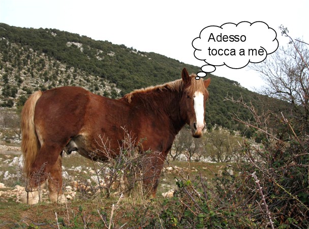 Animali al pascolo