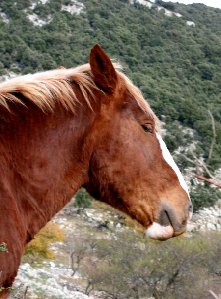 Animali al pascolo