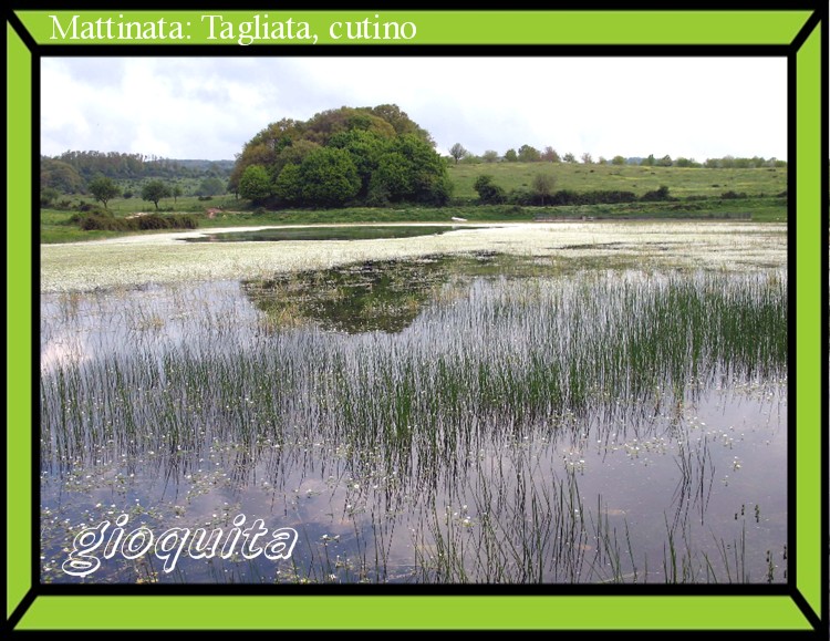 Mattinata , Puglia , (Foggia)