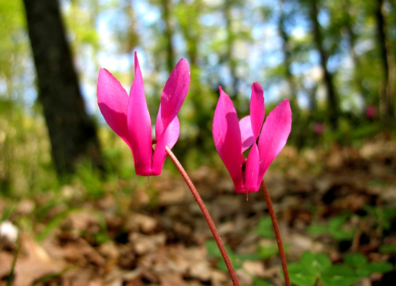 Cyclamen repandum / Ciclamino primaverile