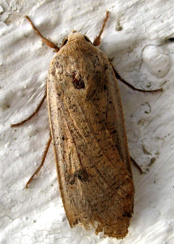 Noctua pronuba
