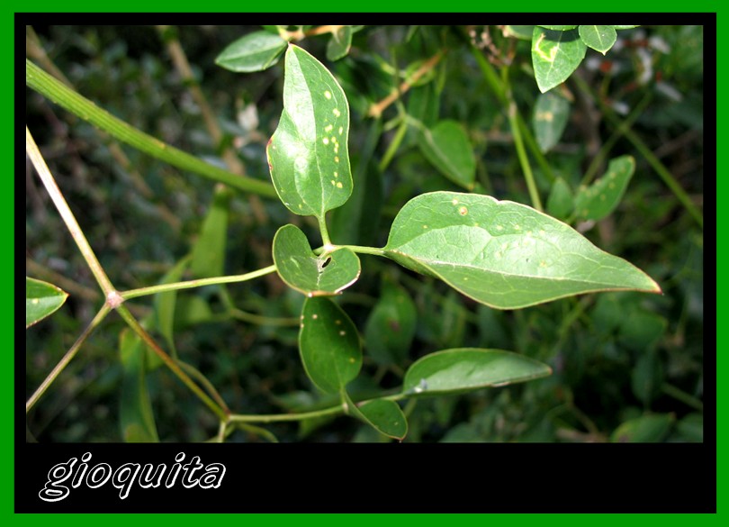 Clematis  flammula / Clematide Fiammola