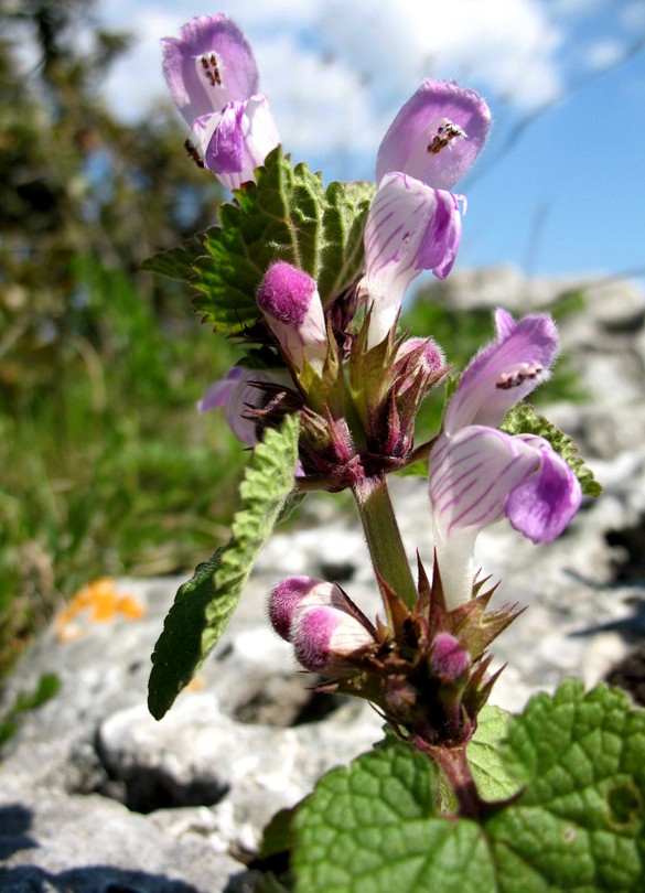 Lamium garganicum/  Falsa ortica del Gargano