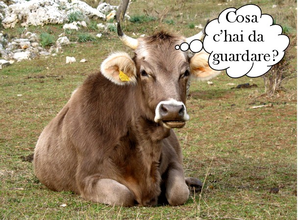 Animali al pascolo