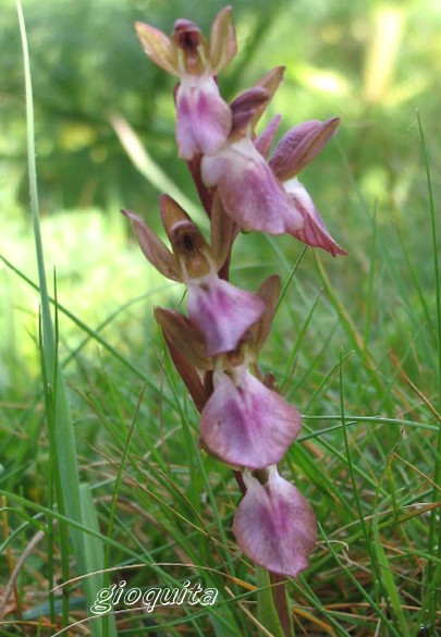 Orchis collina