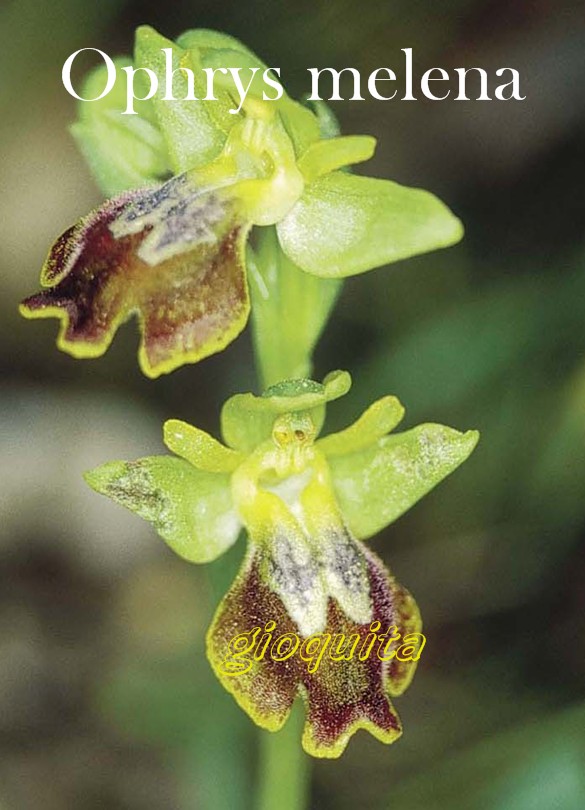 Ophrys sicula