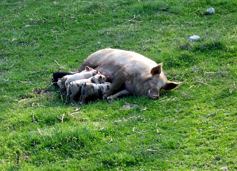 Picnic sul prato