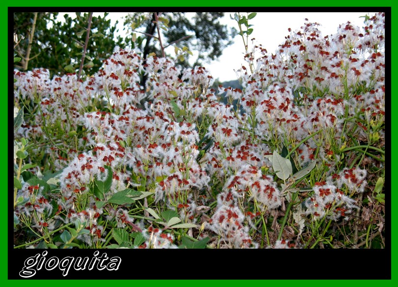 Clematis  flammula / Clematide Fiammola