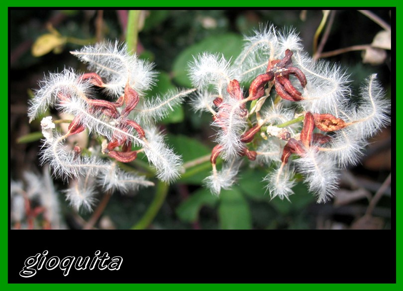 Clematis  flammula / Clematide Fiammola