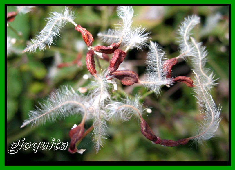 Clematis  flammula / Clematide Fiammola