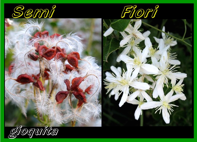 Clematis  flammula / Clematide Fiammola