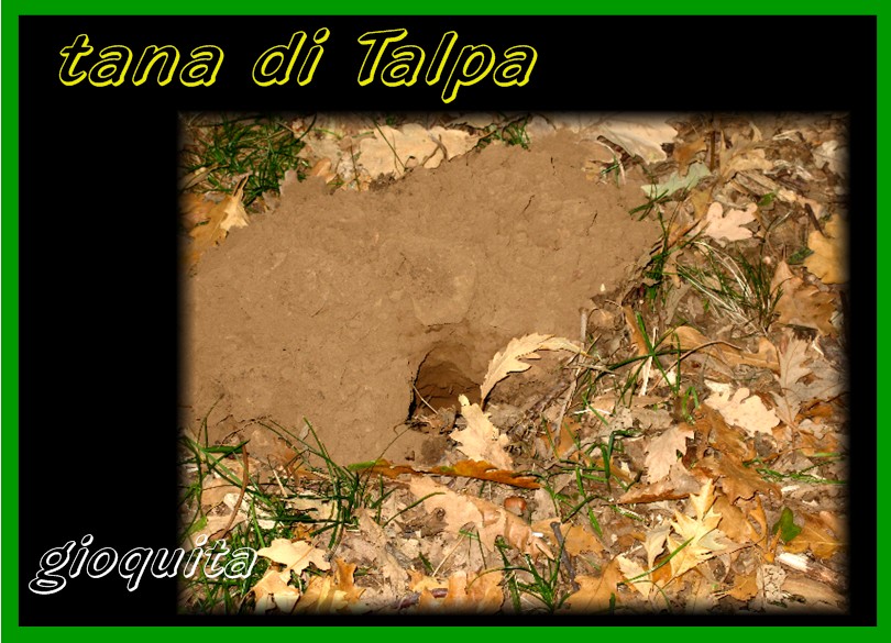 Tana di Talpa
