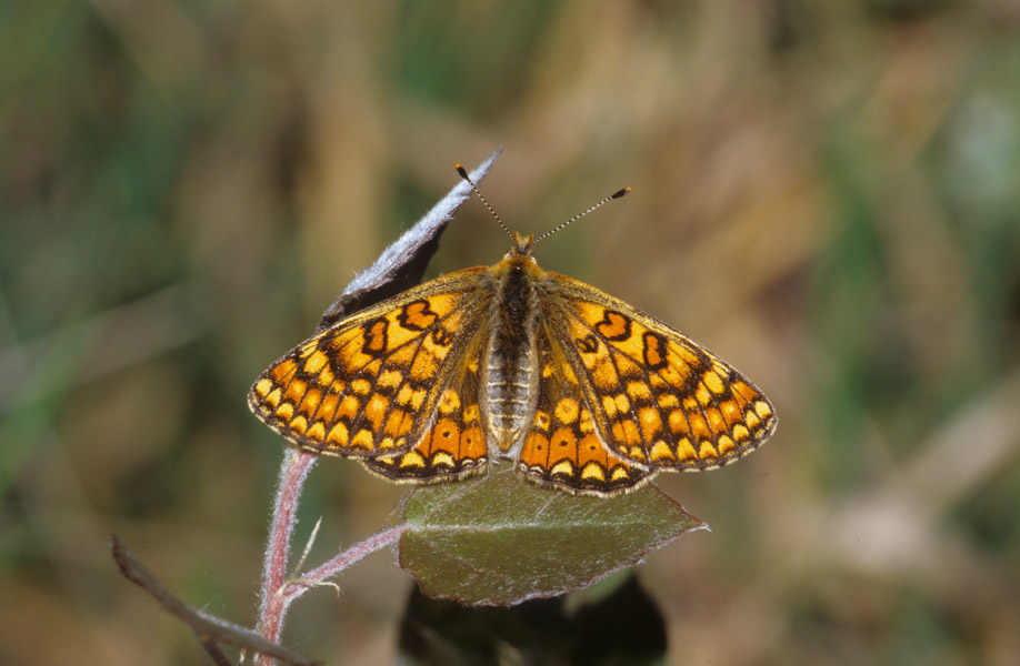 Euphydryas aurinia  forma moritura