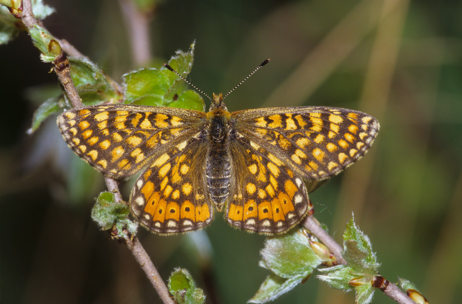 Euphydryas aurinia  forma moritura