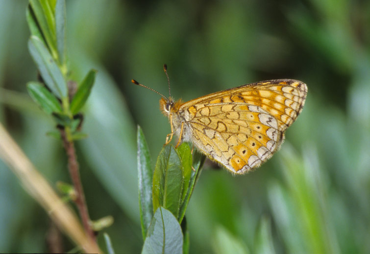 Euphydryas aurinia  forma moritura