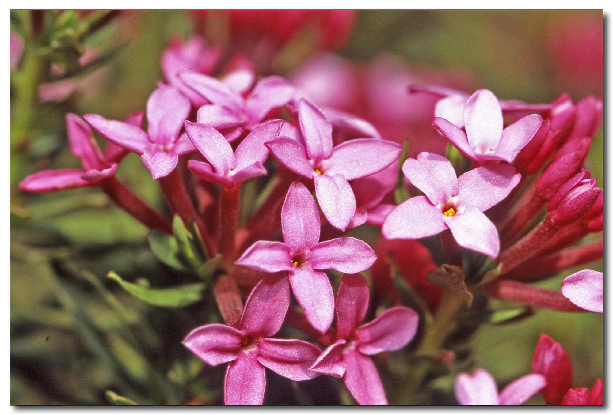 Daphne cneorum / Dafne odorosa