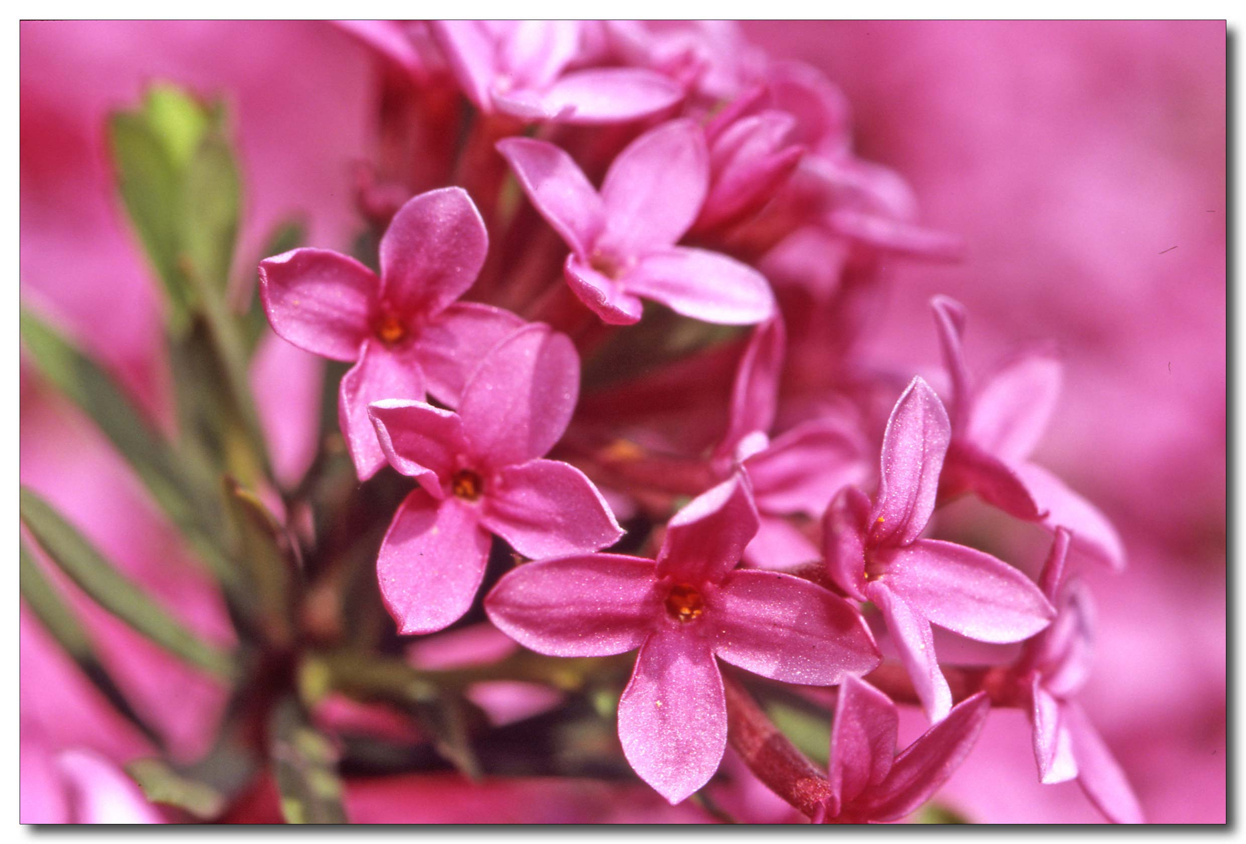 Daphne cneorum / Dafne odorosa