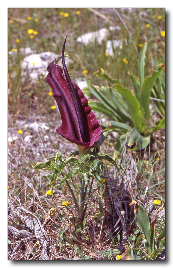 Dracunculus vulgaris / Serpentaria