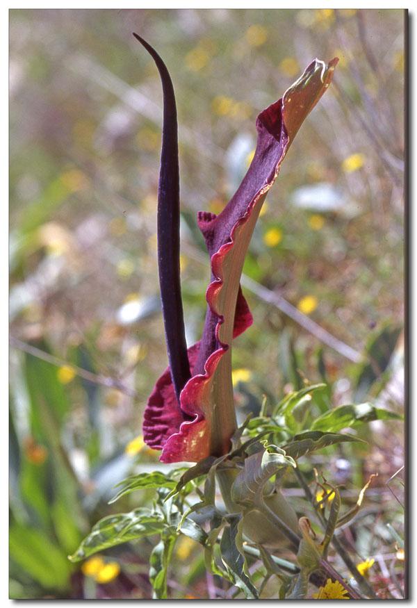 Dracunculus vulgaris / Serpentaria