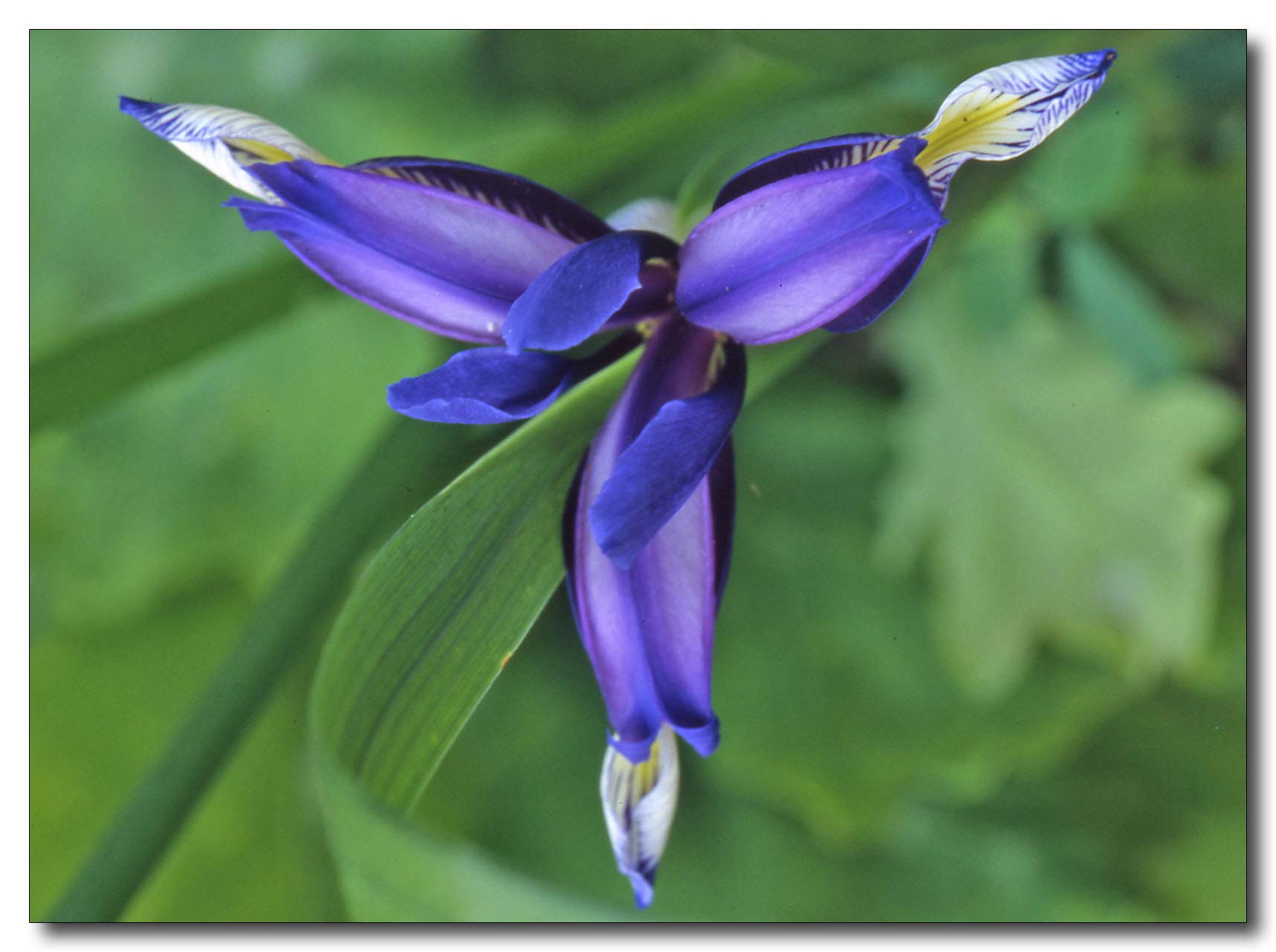 Iris graminea / Giaggiolo susino, G. susinario