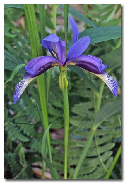 Iris graminea / Giaggiolo susino, G. susinario