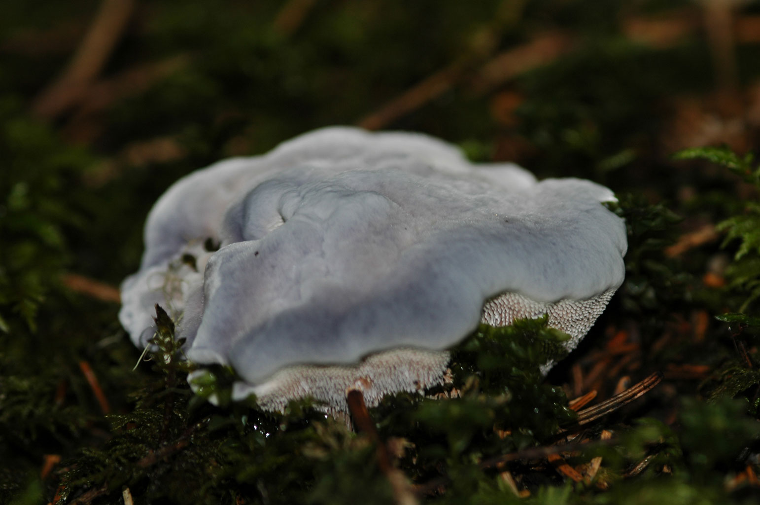 Funghi diversi.