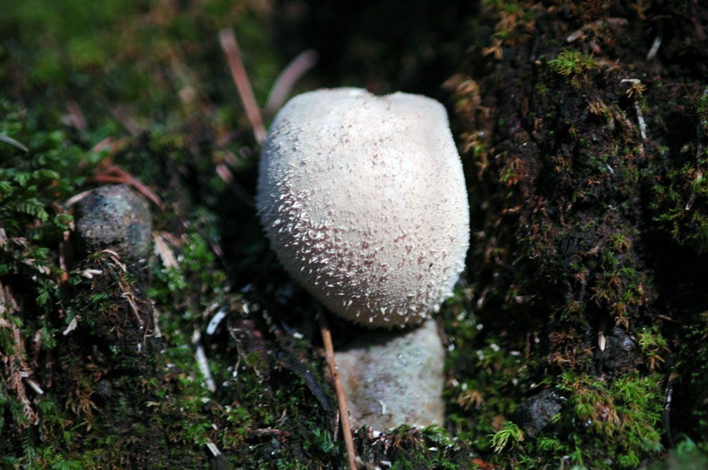 Funghi diversi.