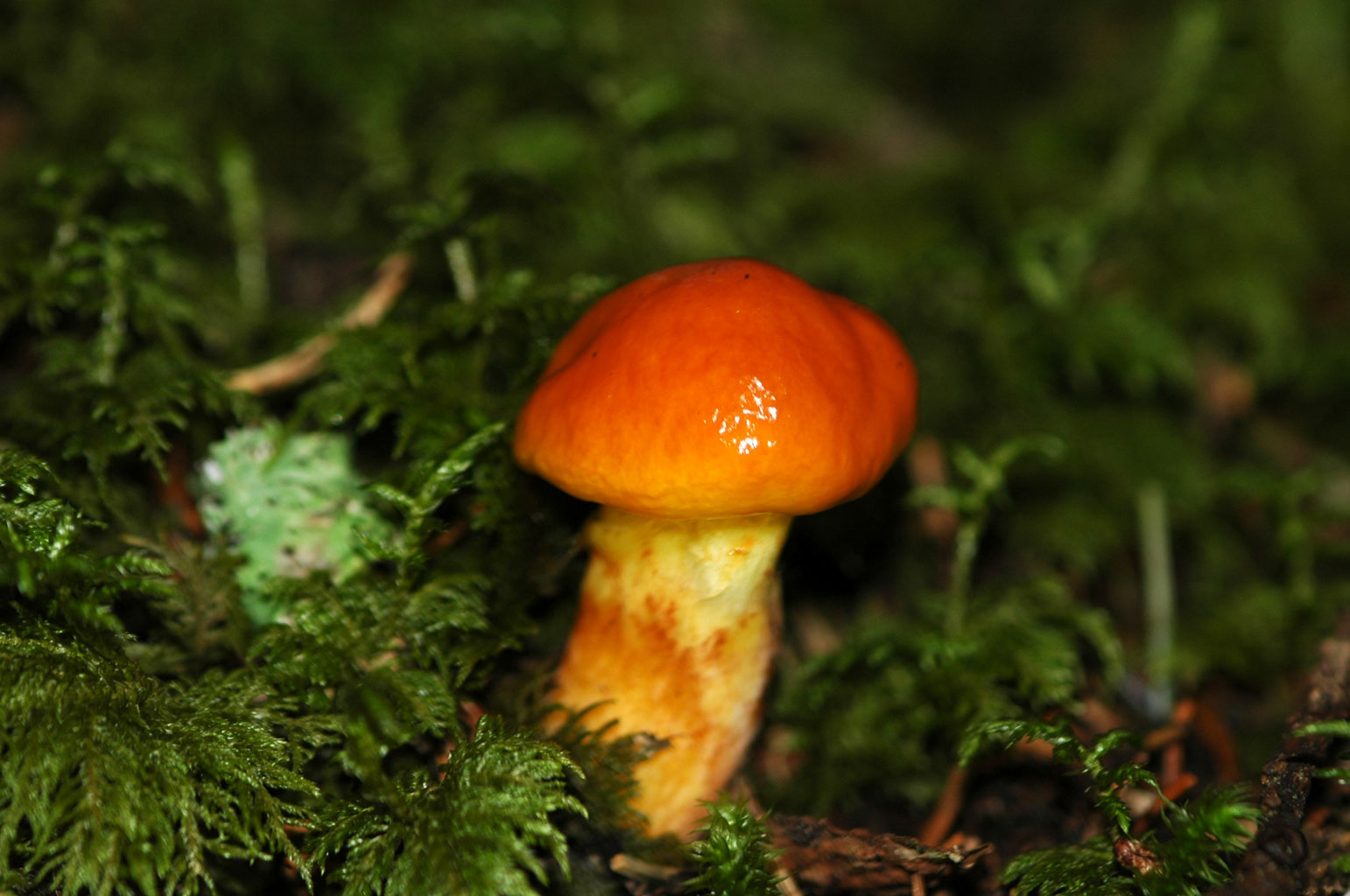 Funghi diversi.