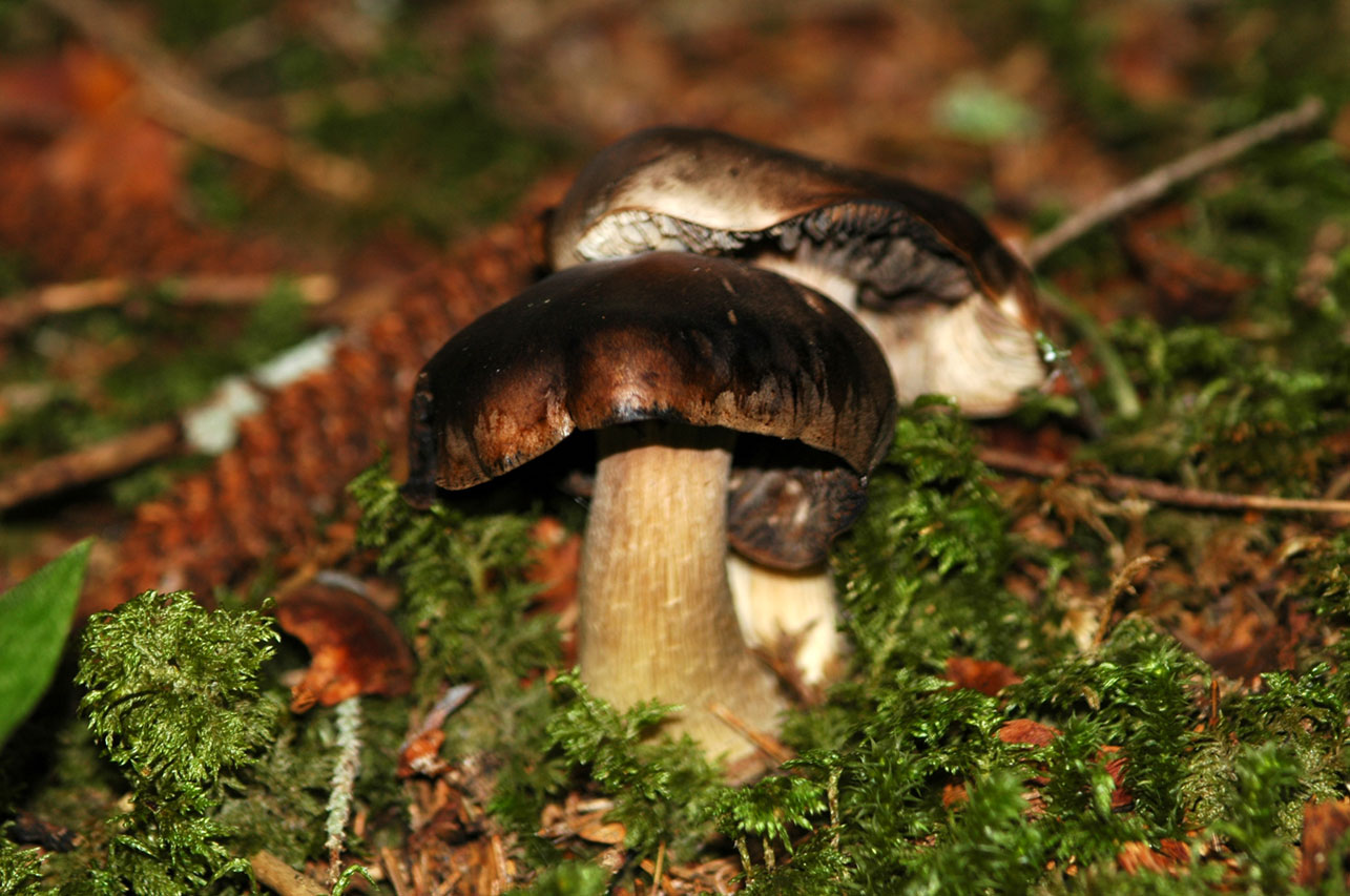 Funghi diversi.