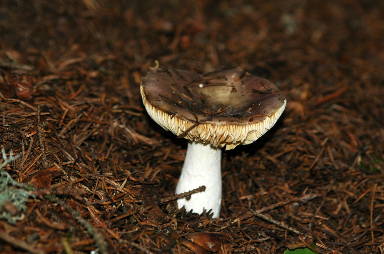 Funghi diversi.