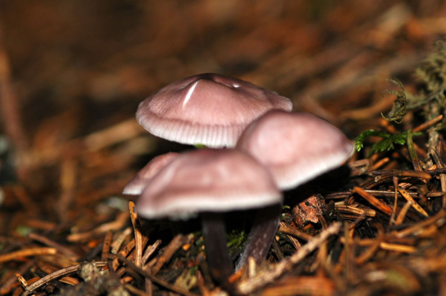 Funghi diversi.