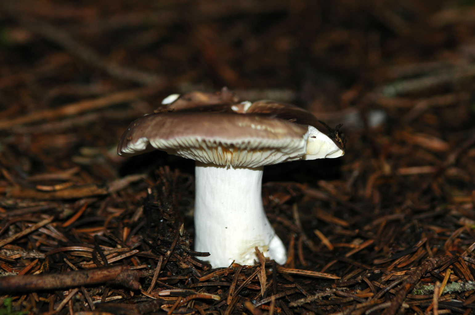 Funghi diversi.