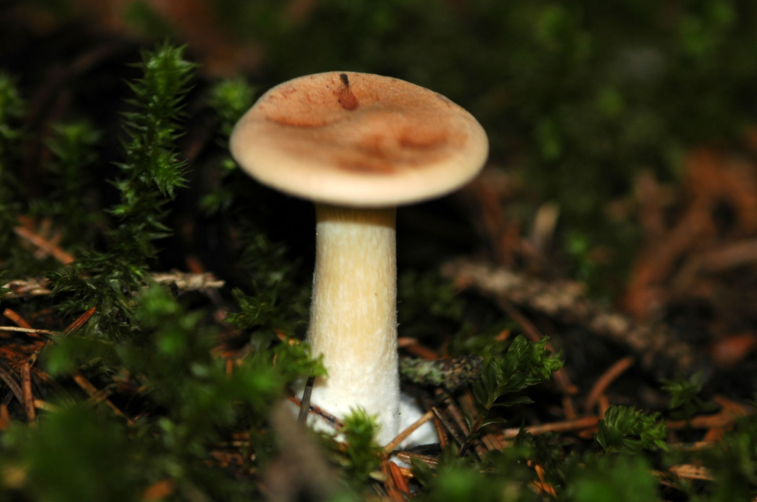 Funghi diversi.