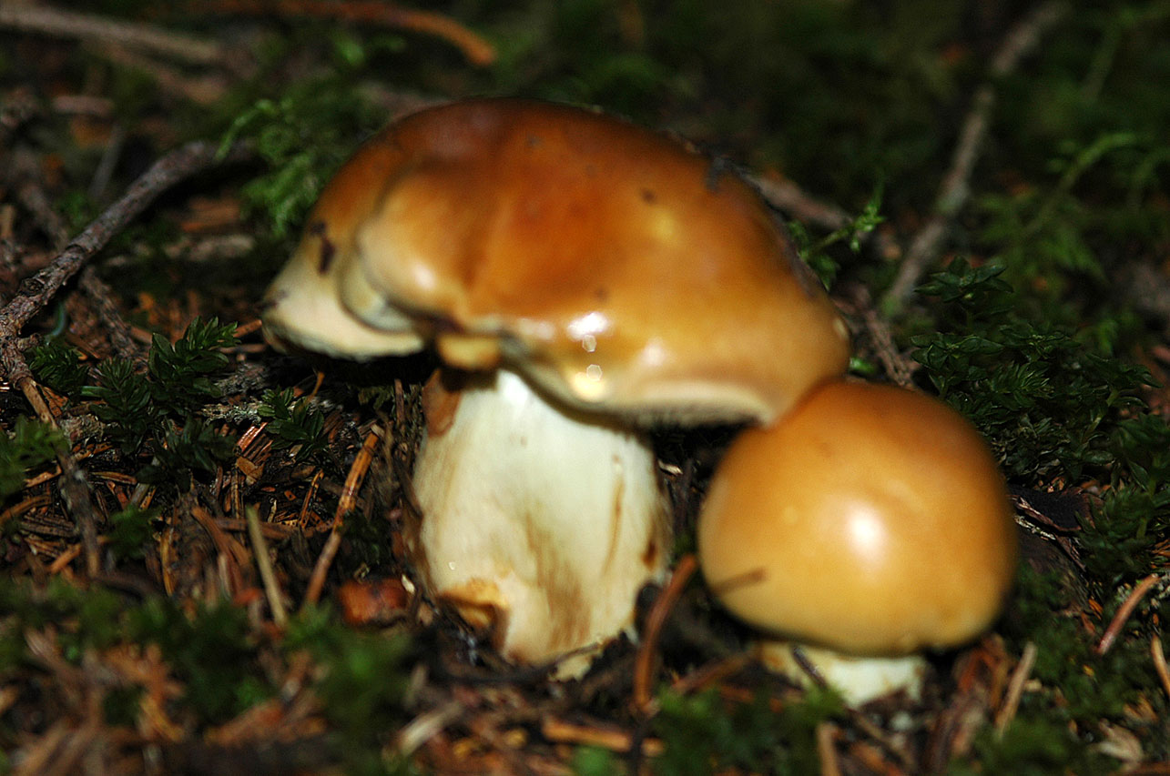 Funghi diversi.