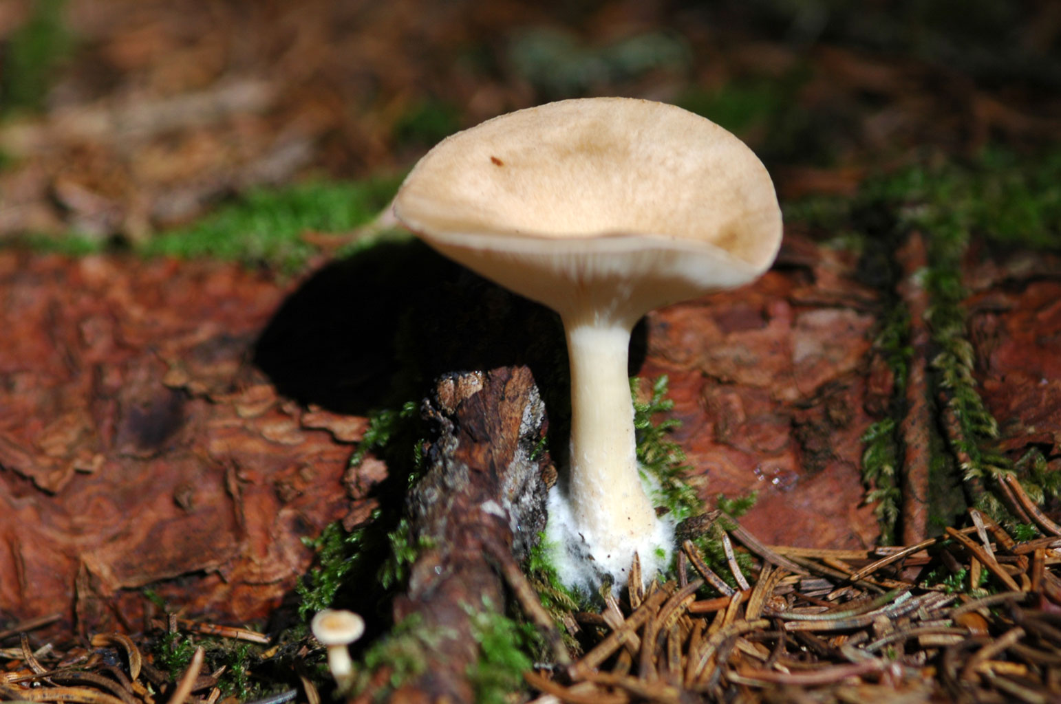 Funghi diversi.