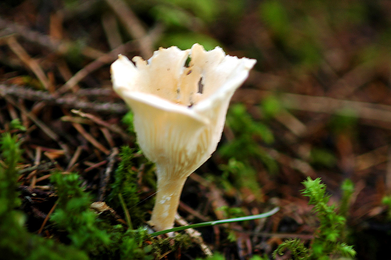 Funghi diversi.