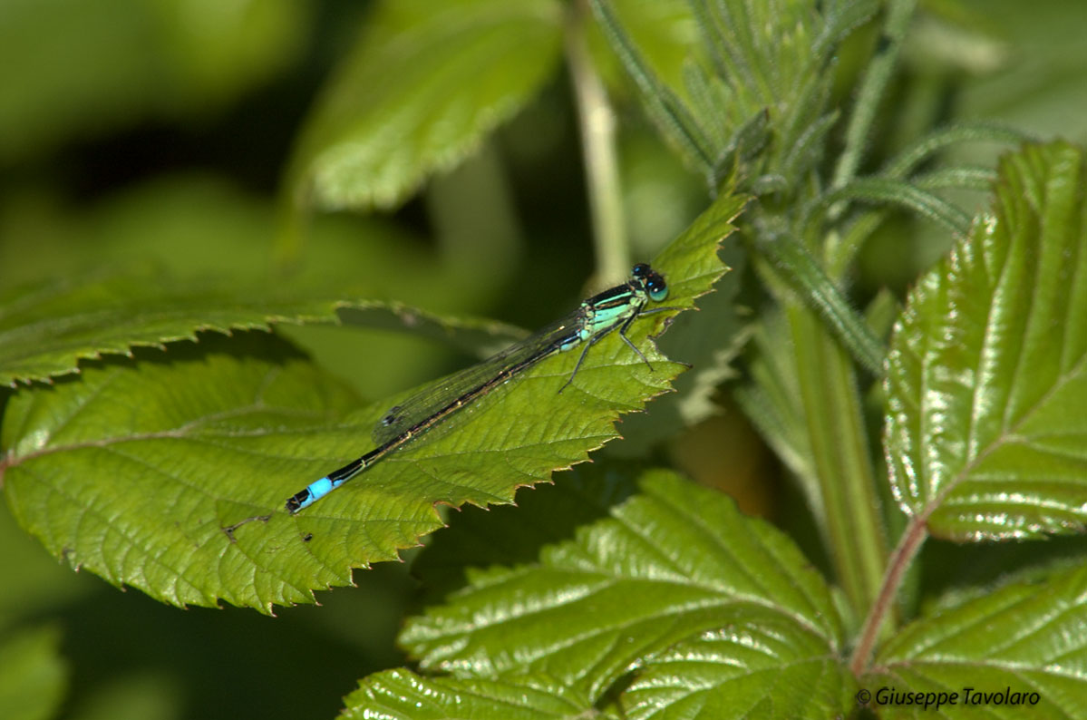 Libellula: Ischnura elegans