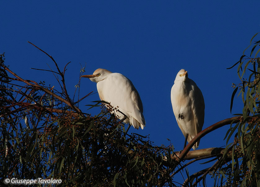 Airone guardabuoi (Bubulcus ibis).
