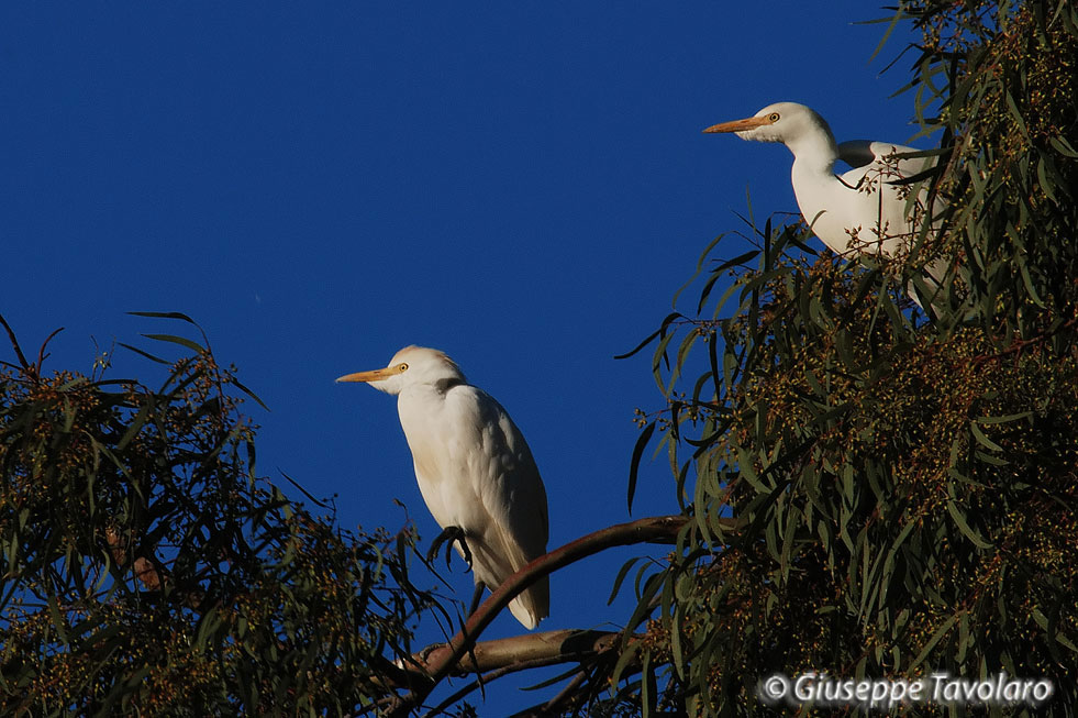 Airone guardabuoi (Bubulcus ibis).
