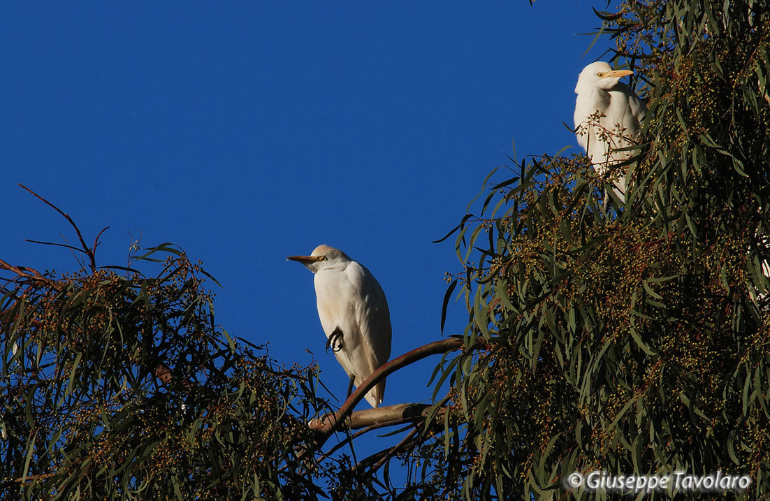 Airone guardabuoi (Bubulcus ibis).