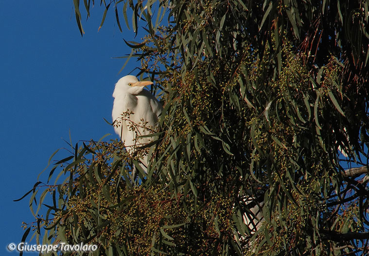 Airone guardabuoi (Bubulcus ibis).