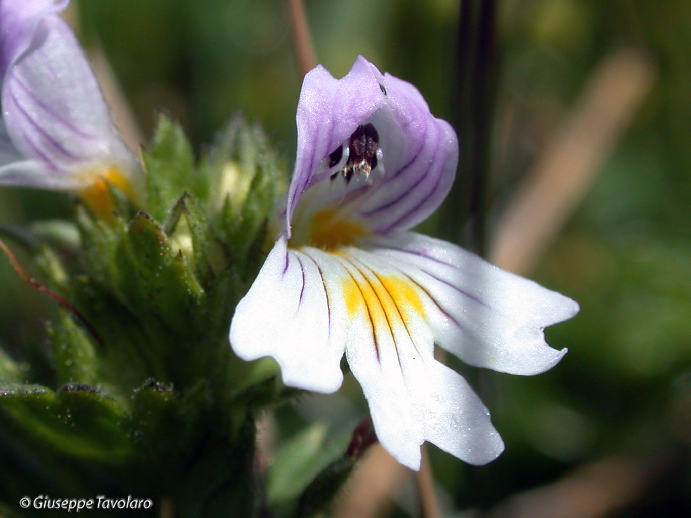 Euphrasia,Campanula barbata,Trifolium badium,Sedum atratum