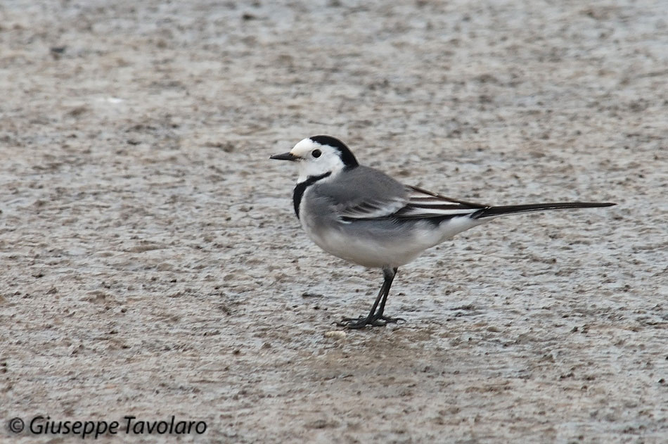 ballerina bianca - Motacilla alba