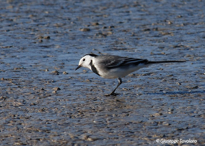 ballerina bianca - Motacilla alba