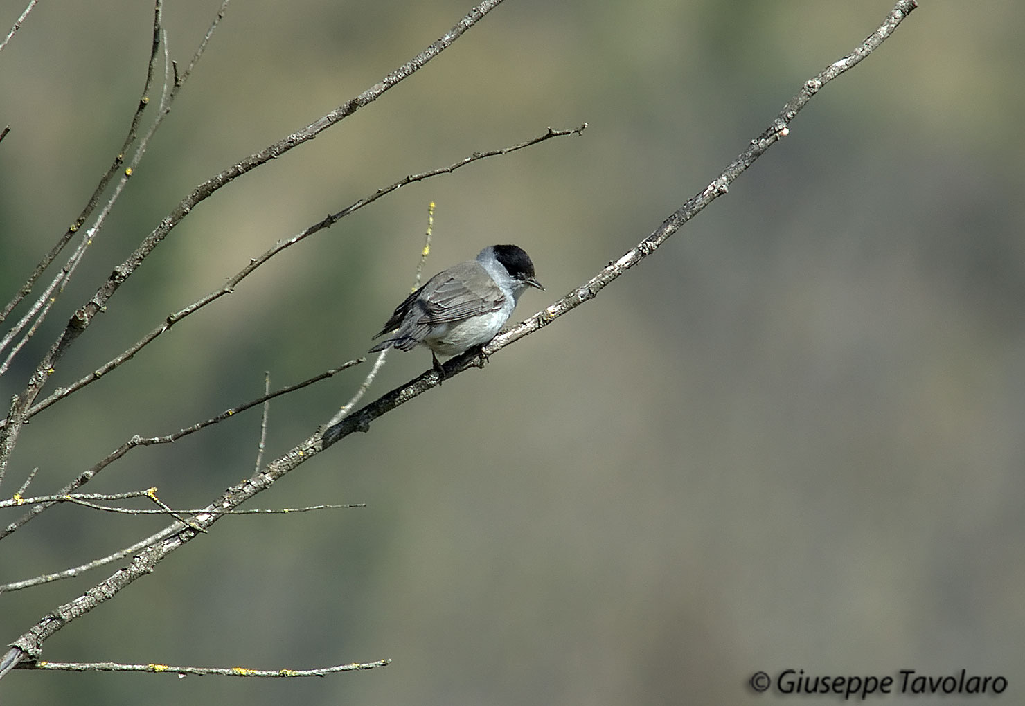 Capinera (Sylvia atricapilla).