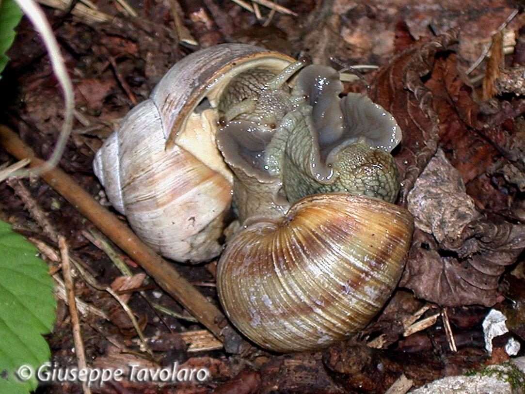 Helix pomatia in accoppiamento