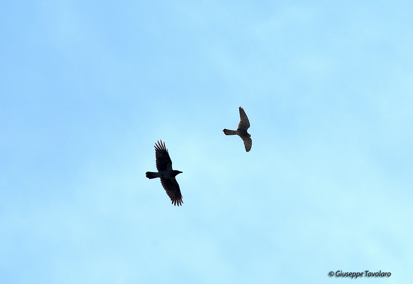 Cornacchia e gheppio.