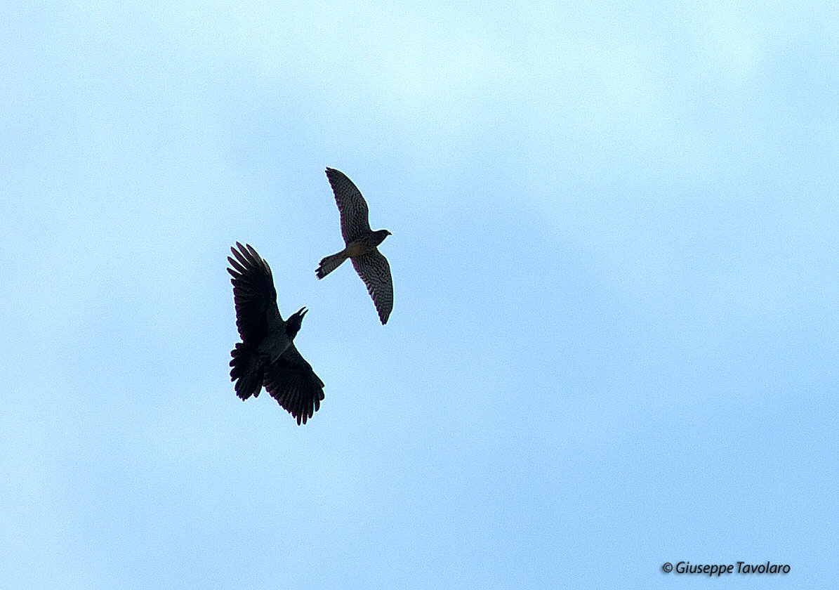 Cornacchia e gheppio.