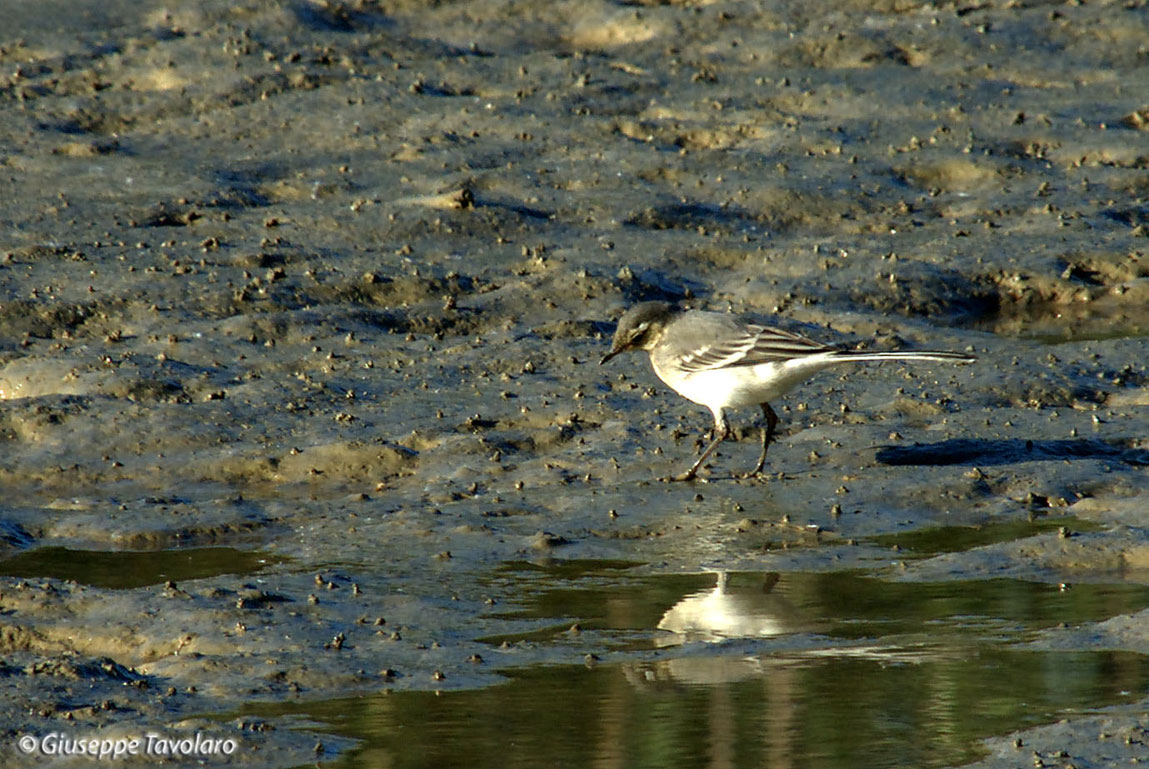 ballerina bianca - Motacilla alba